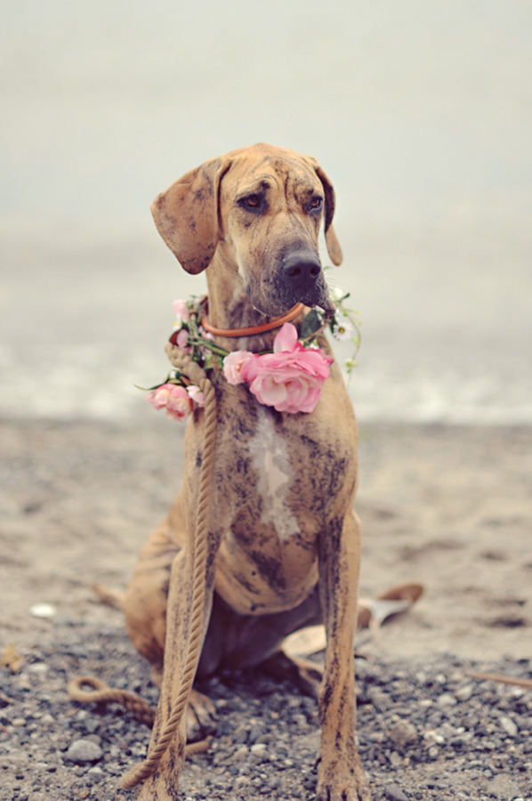 Dog with flower wreath on Vancouver Island beach