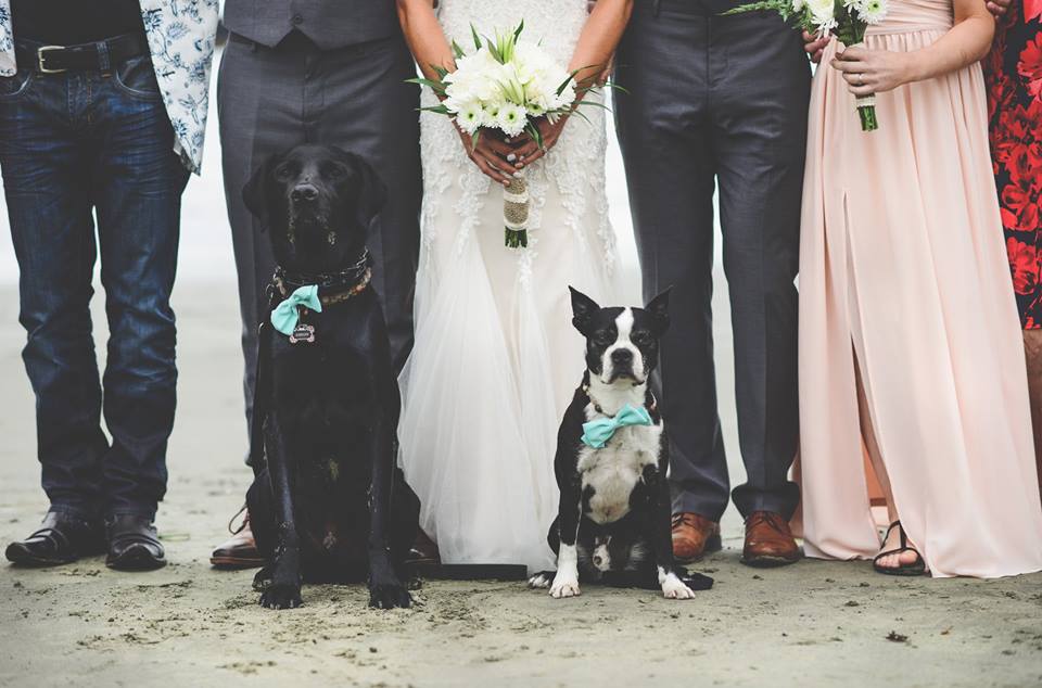 Puppy in bowtie with beach wedding party