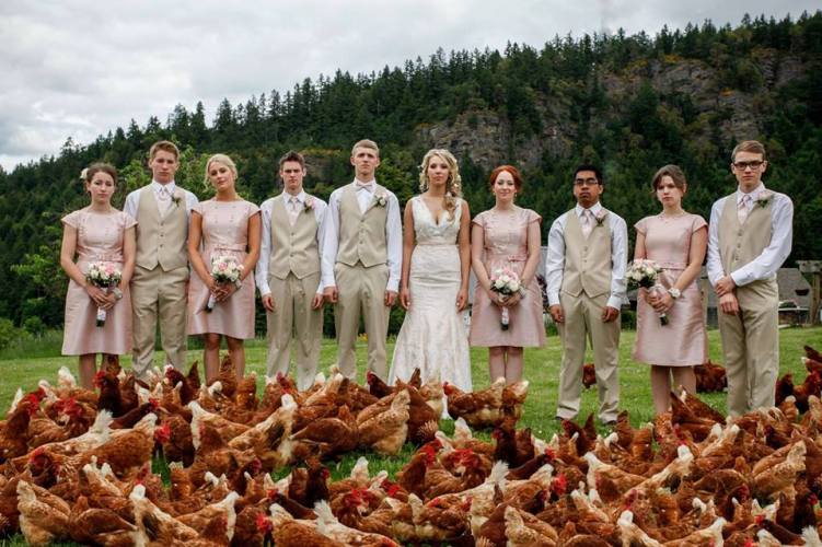 Wedding Party with Chickens on Vancouver Island