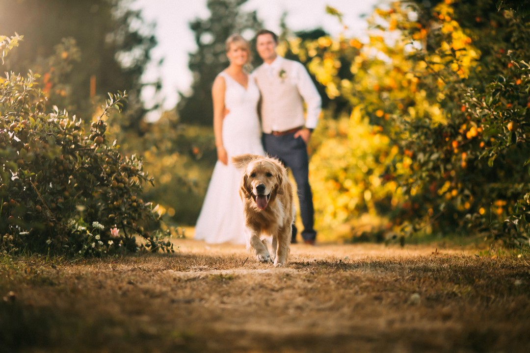 Newlyweds and DogSuns Golden Kiss West Coast Weddings Magazine