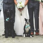 Dog with bow tie Tofino Elopement on the beach Vancouver Island