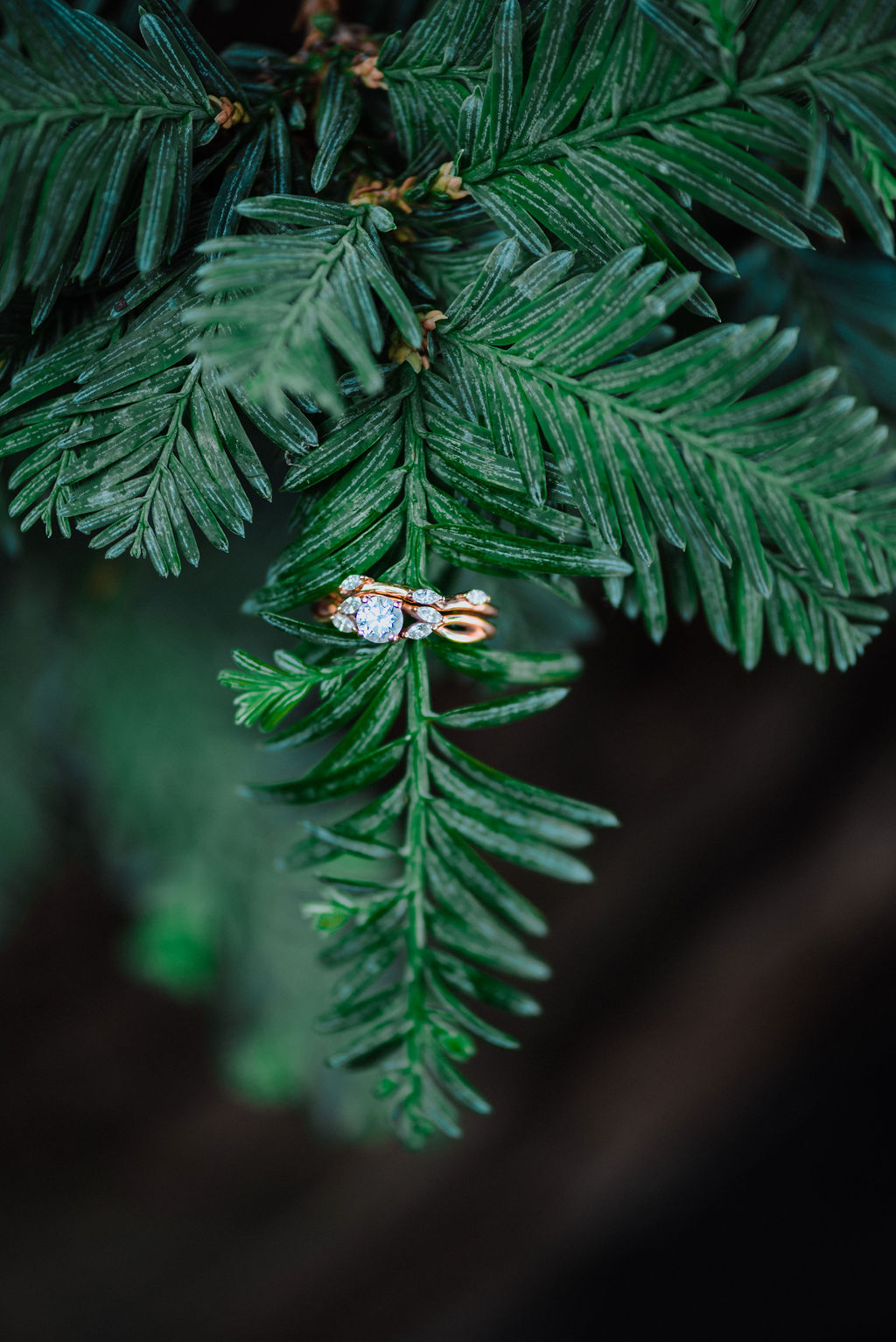 Happily Ever After wedding rings on fern by Megan Maundrell