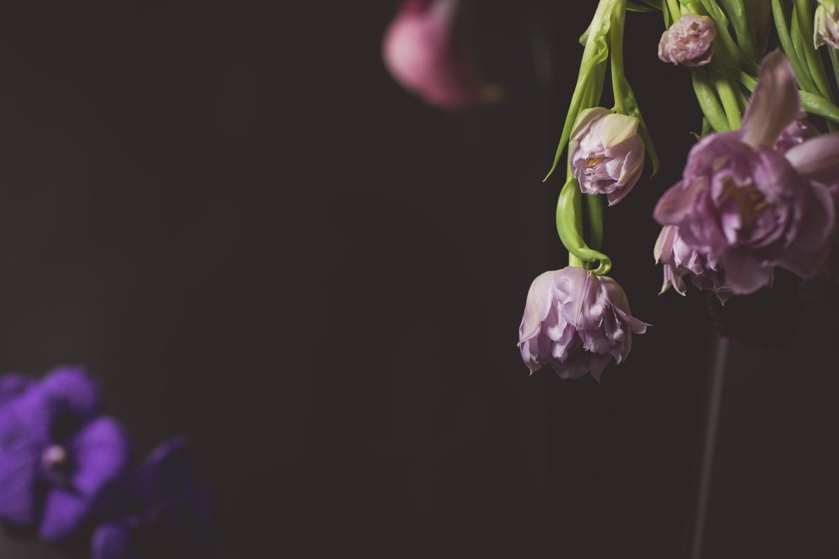 Sophisticated Dark Romance table setting featuring tulips and hydrangea 