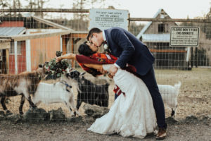 Steal of a Wedding bride and groom kissing in front of fence with goats trying to eat her bouquet