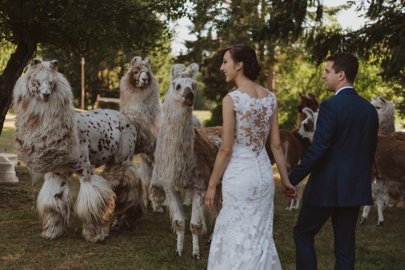 Wedding Couple Photo with Llamas on Vancouver Island