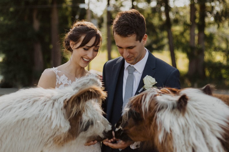 Newlyweds Feeding Llamas at Woosterville Mini-Llama Farm