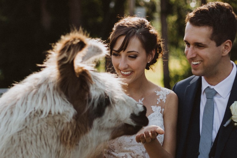 Bride Feeding Llama at Elegant Country Wedding on Vancouver Island