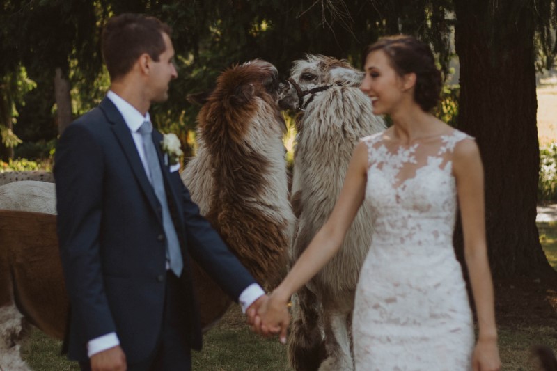 Kissing Llamas with Bride and Groom at Woosterville Mini-Llama Farm