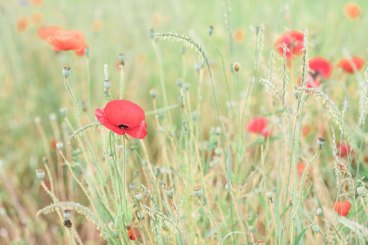 Bridal Butterflies and Poppies field