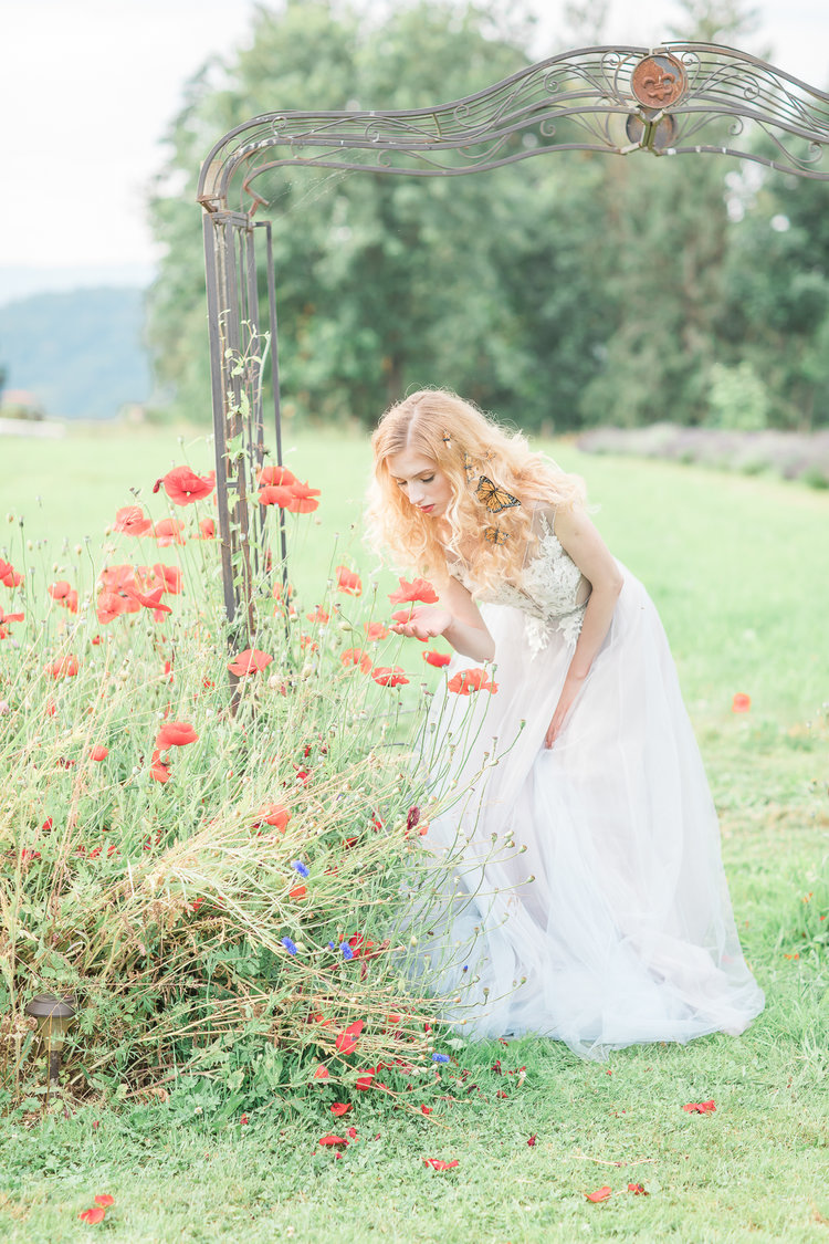 Bride stands under garden gate picking orange poppies in Vancouver Tuscan Garden