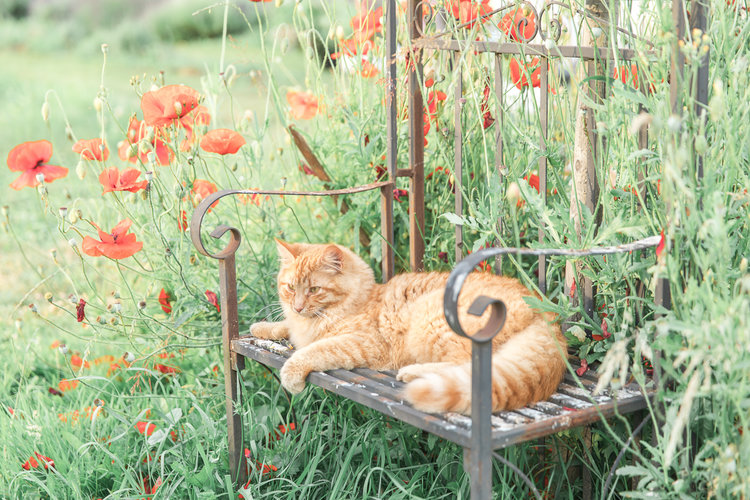 Orange cat sits on garden bench surrounded by orange poppies