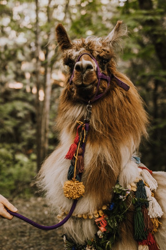 West Coast Wedding Llama by Millstream Llama Farm