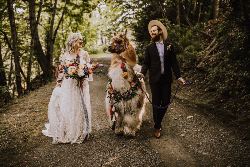 Bride and Groom With Llama on Vancouver Island