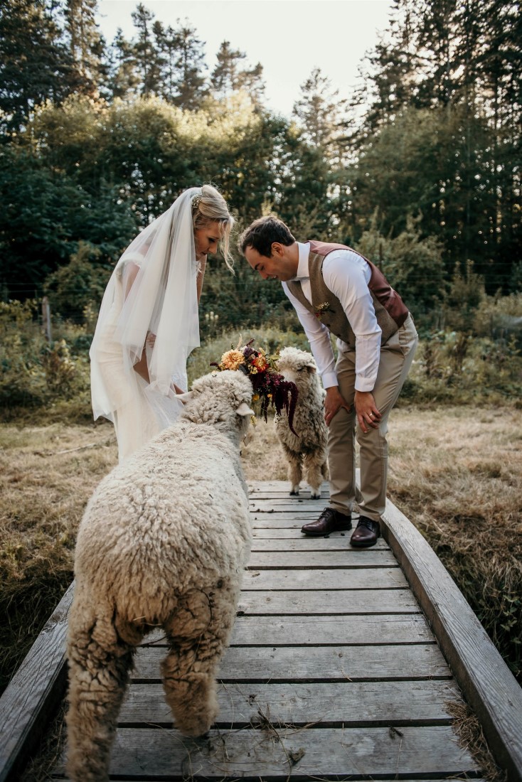 Bride and Groom look at sheep along boardwalk on Vancouver Island 