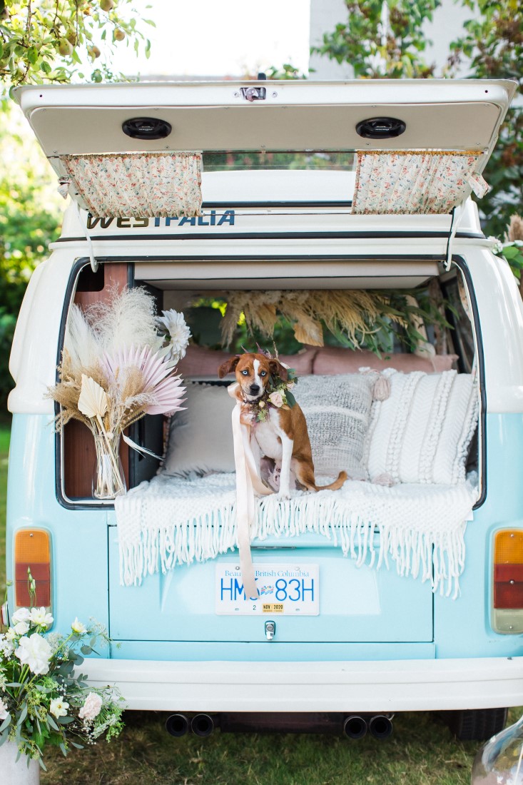 Dog stands in back of blue and white Volkswagen van with wedding sign