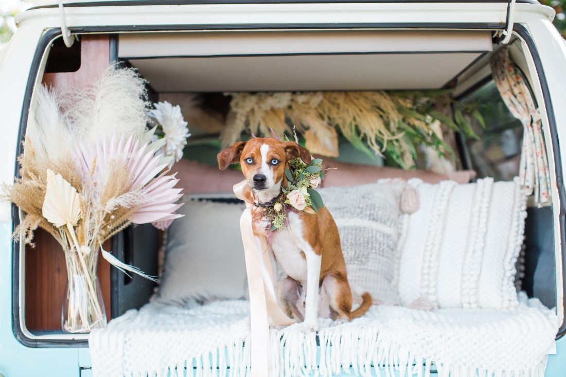 Volkswagen Van Elopement dog by pampas grass