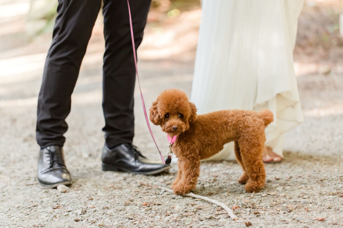 Pawsome brown curly haired puppy on lease with engaged couple in Vancouver park