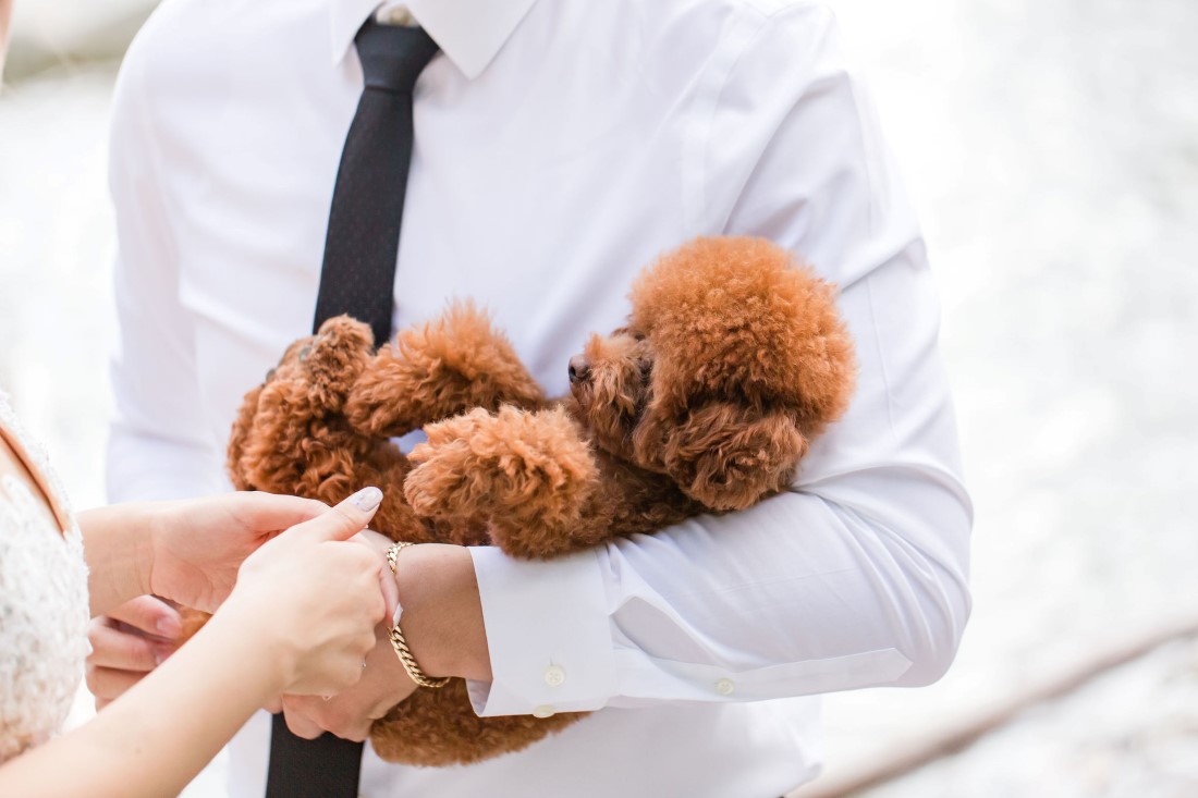 Pawsome puppy in groom's arms