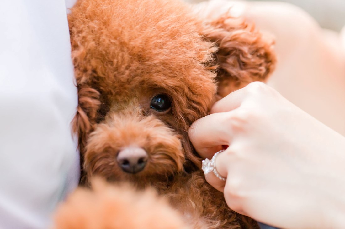 Pawsome Engagement Shoot puppy and diamond ring