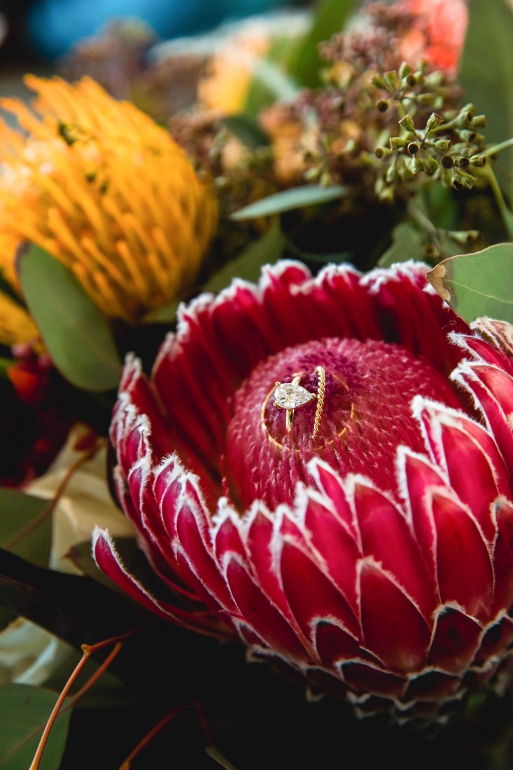 Rings by Cavalier Gastown Vancouver sit on large pink protea by Maple Ridge Floral Ltd 